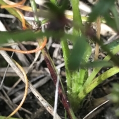 Hypoxis hygrometrica var. hygrometrica at Green Cape, NSW - 22 Apr 2022 11:25 AM