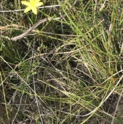 Hypoxis hygrometrica var. hygrometrica at Green Cape, NSW - 22 Apr 2022 11:25 AM