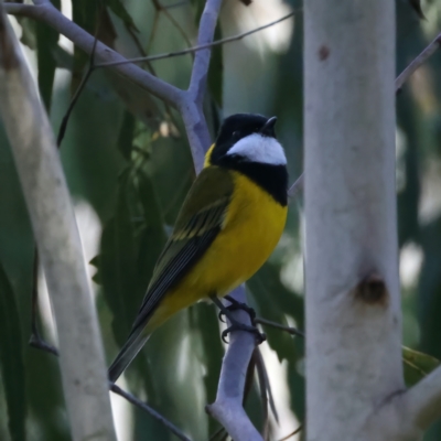 Pachycephala pectoralis (Golden Whistler) at Namadgi National Park - 25 Apr 2022 by jb2602