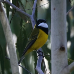 Pachycephala pectoralis (Golden Whistler) at Cotter River, ACT - 25 Apr 2022 by jb2602