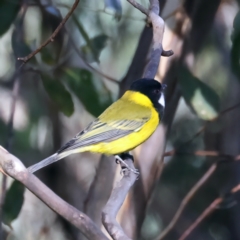 Pachycephala pectoralis at Cotter River, ACT - 25 Apr 2022 02:43 PM