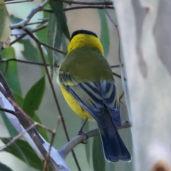 Pachycephala pectoralis at Cotter River, ACT - 25 Apr 2022 02:43 PM