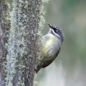 Sericornis frontalis at Cotter River, ACT - 25 Apr 2022