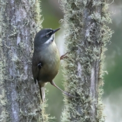 Sericornis frontalis at Cotter River, ACT - 25 Apr 2022 10:34 AM