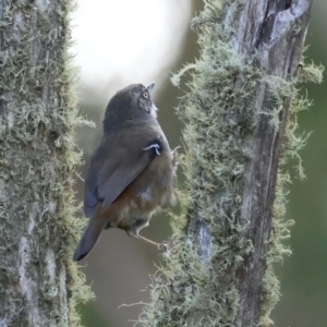 Sericornis frontalis at Cotter River, ACT - 25 Apr 2022