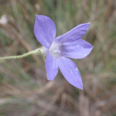 Wahlenbergia stricta subsp. stricta (Tall Bluebell) at Cook, ACT - 4 Apr 2022 by drakes