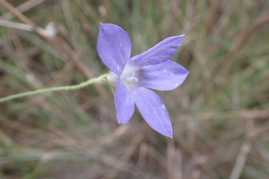 Wahlenbergia stricta subsp. stricta at Cook, ACT - 4 Apr 2022