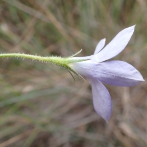 Wahlenbergia stricta subsp. stricta at Cook, ACT - 4 Apr 2022