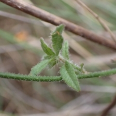 Wahlenbergia stricta subsp. stricta at Cook, ACT - 4 Apr 2022