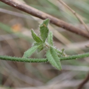 Wahlenbergia stricta subsp. stricta at Cook, ACT - 4 Apr 2022