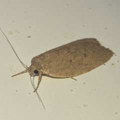 Chezala privatella (A Concealer moth) at Jerrabomberra, NSW - 26 Apr 2022 by SteveBorkowskis