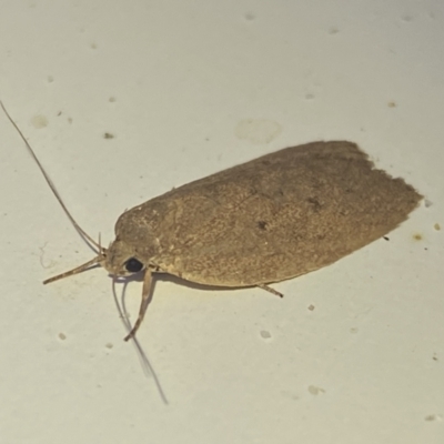 Chezala privatella (A Concealer moth) at Jerrabomberra, NSW - 26 Apr 2022 by SteveBorkowskis