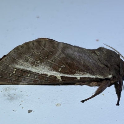 Oxycanus dirempta (Variable Oxycanus) at Jerrabomberra, NSW - 26 Apr 2022 by SteveBorkowskis