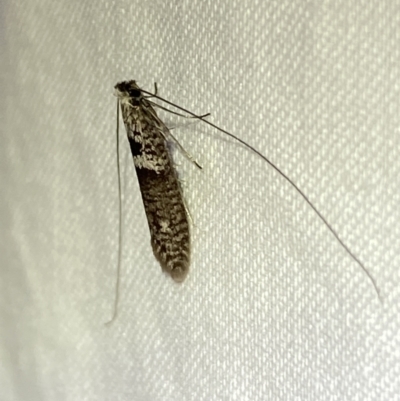 Ceromitia iolampra (A Fairy moth) at Jerrabomberra, NSW - 26 Apr 2022 by SteveBorkowskis