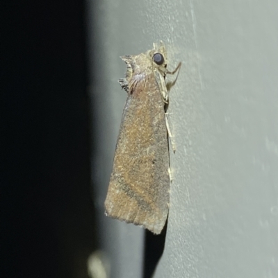 Lophotoma metabula (A Erebid moth) at Jerrabomberra, NSW - 26 Apr 2022 by SteveBorkowskis