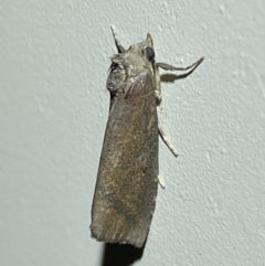 Lophotoma metabula at Jerrabomberra, NSW - suppressed