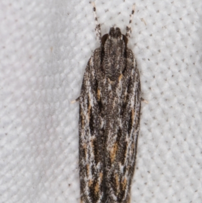 Ardozyga undescribed species nr amblopis (A Gelechioid moth) at Melba, ACT - 22 Mar 2022 by kasiaaus