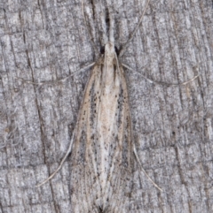 Hednota crypsichroa (A Crambid moth) at Melba, ACT - 22 Mar 2022 by kasiaaus