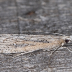 Hednota crypsichroa at Melba, ACT - 22 Mar 2022 10:51 PM