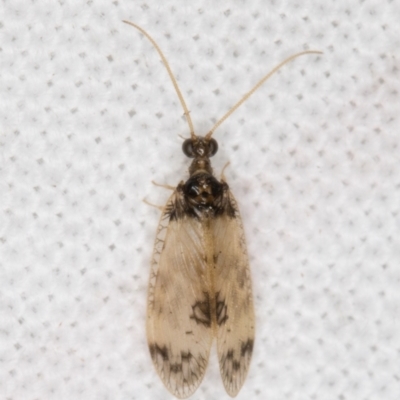 Carobius pulchellus (Brown Lacewing) at Melba, ACT - 22 Mar 2022 by kasiaaus