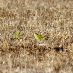 Neophema elegans at Narrogin Valley, WA - 18 Mar 2007 10:18 AM