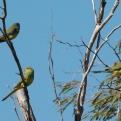Neophema elegans at Narrogin Valley, WA - 18 Mar 2007 10:18 AM