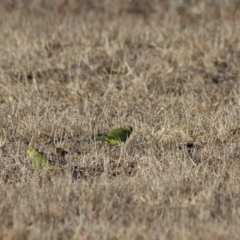 Neophema elegans at Narrogin Valley, WA - 18 Mar 2007 10:18 AM