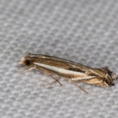 Erechthias acontistes (A Clothes moth (Tineidae)) at Melba, ACT - 22 Mar 2022 by kasiaaus