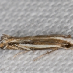 Erechthias acontistes at Melba, ACT - 22 Mar 2022 10:59 PM