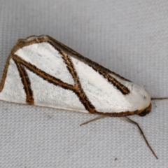 Thalaina clara (Clara's Satin Moth) at Melba, ACT - 22 Mar 2022 by kasiaaus