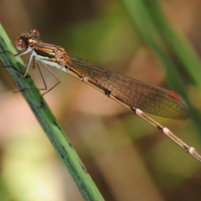 Austrolestes analis (Slender Ringtail) at Henderson, WA - 7 Dec 2016 by Harrisi