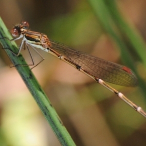 Unidentified Damselfly (Zygoptera) (TBC) at suppressed by Harrisi