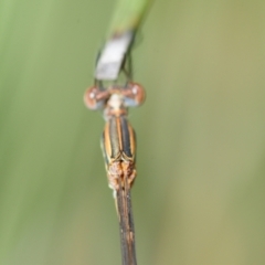 Austrolestes analis at Henderson, WA - 7 Dec 2016