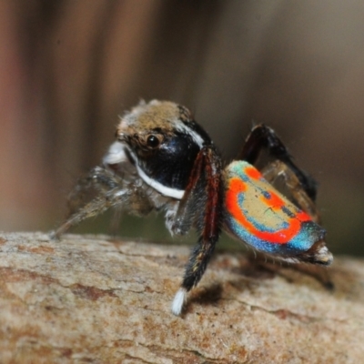 Maratus pavonis (Dunn's peacock spider) at Balga, WA - 7 Dec 2016 by Harrisi