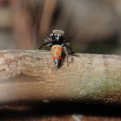 Maratus pavonis at Balga, WA - suppressed