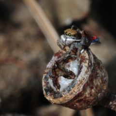 Maratus pavonis at Balga, WA - suppressed