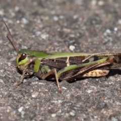 Gastrimargus musicus (Yellow-winged Locust or Grasshopper) at ANBG - 10 Apr 2022 by TimL