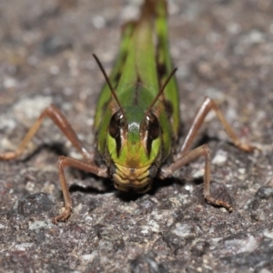 Gastrimargus musicus at Acton, ACT - 10 Apr 2022 11:53 AM