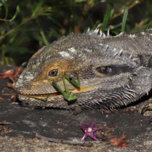 Pogona barbata at Acton, ACT - suppressed