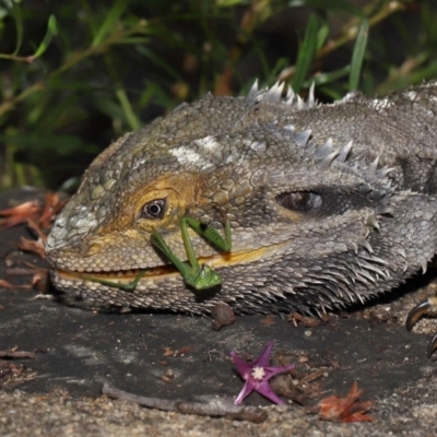 Pogona barbata (Eastern Bearded Dragon) at ANBG - 15 Apr 2022 by TimL