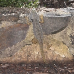 Pogona barbata at Acton, ACT - suppressed