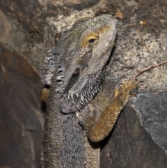 Pogona barbata at Acton, ACT - suppressed