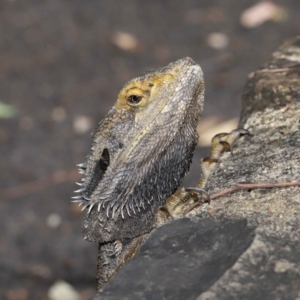 Pogona barbata at Acton, ACT - 15 Apr 2022