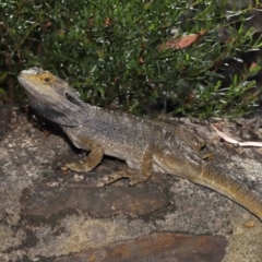 Pogona barbata at Acton, ACT - 15 Apr 2022