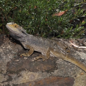 Pogona barbata at Acton, ACT - suppressed