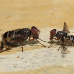 Rivellia sp. (genus) (Signal fly) at Acton, ACT - 15 Apr 2022 by TimL