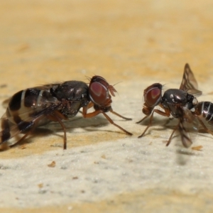 Rivellia sp. (genus) at Acton, ACT - 15 Apr 2022