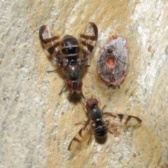 Rivellia sp. (genus) at Acton, ACT - 15 Apr 2022