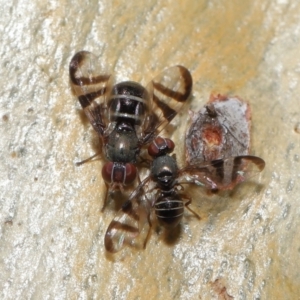 Rivellia sp. (genus) at Acton, ACT - 15 Apr 2022