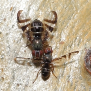 Rivellia sp. (genus) at Acton, ACT - 15 Apr 2022